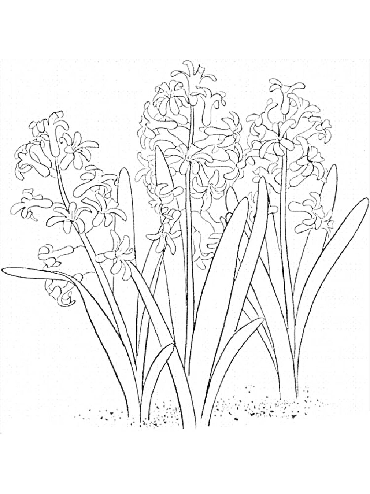 Раскраска Гиацинты с листьями и цветами на фоне земли