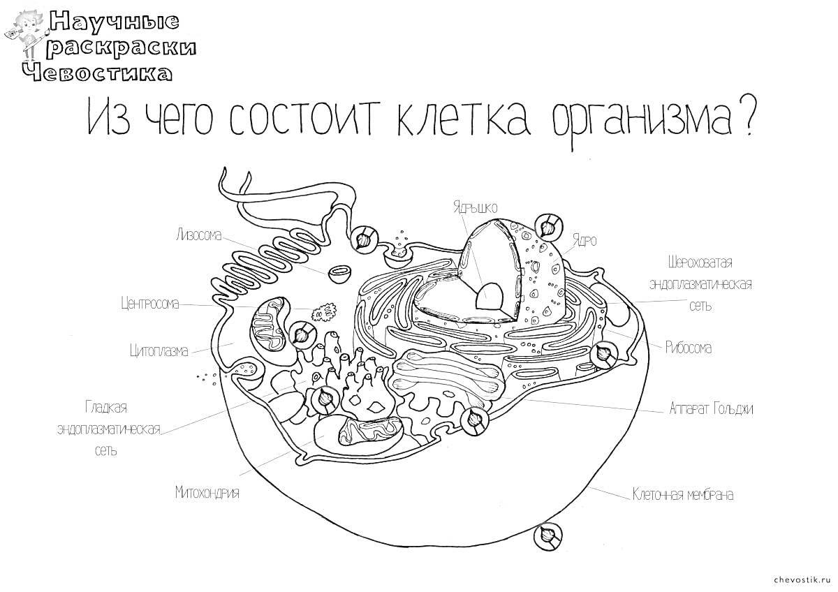 Раскраска Из чего состоит клетка организма? Научная раскраска: Чевостик. Включает элементы: аппарат Гольджи, лизосома, клеточная мембрана, ядро, эндоплазматическая сеть, рибосома, митохондрия, цитоплазма, клеточный центр, вакуоль