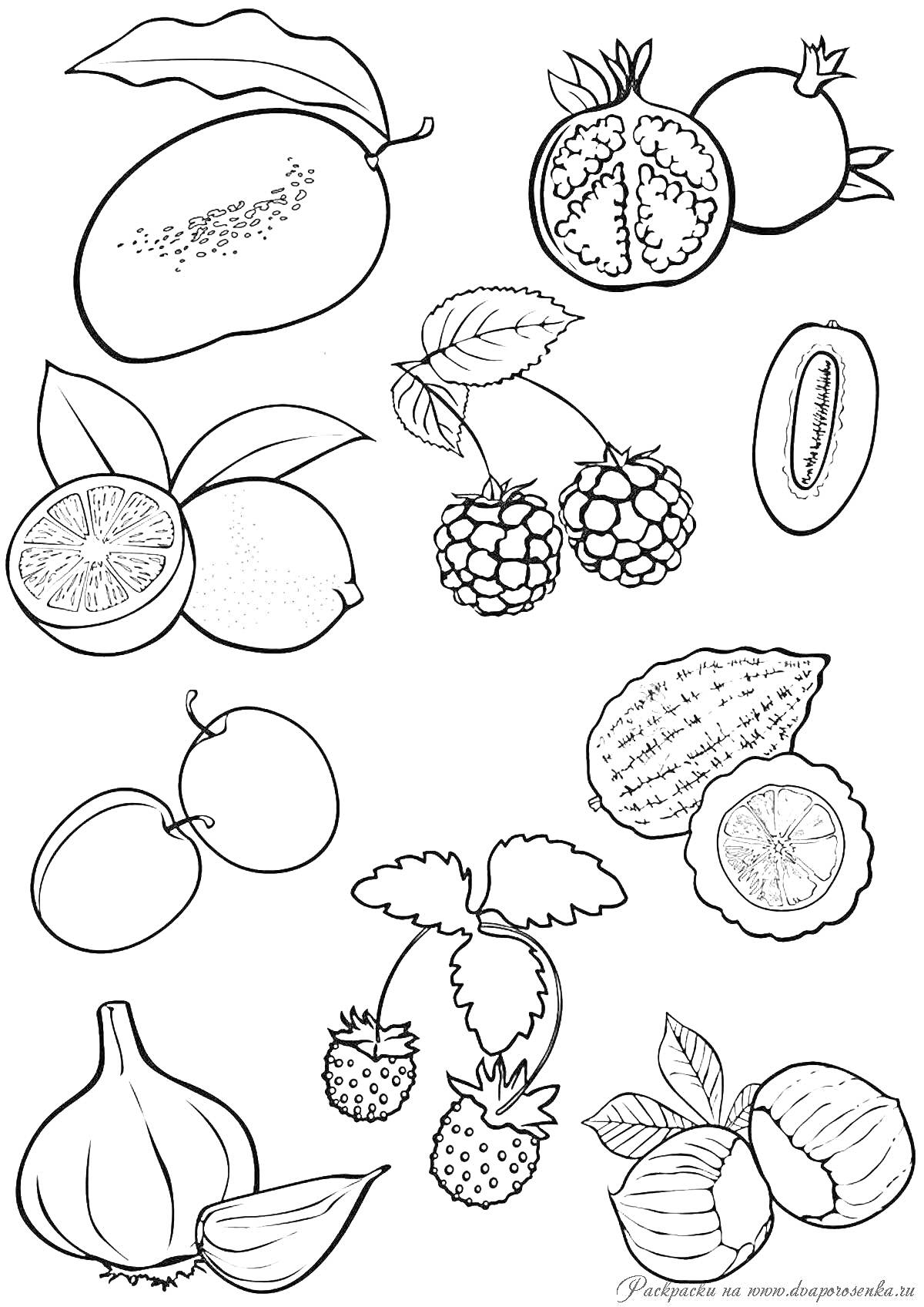 На раскраске изображено: Фрукты, Овощи, Манго, Гранат, Лайм, Ежевика, Киви, Слива, Клубника, Чеснок, Фундук, Для девочек