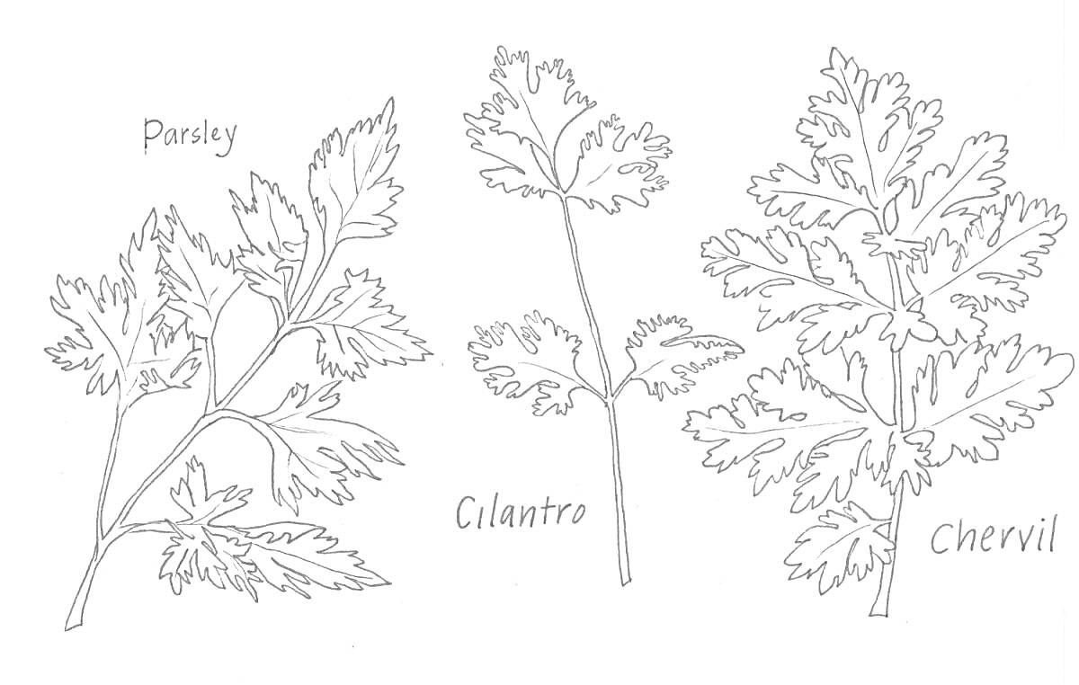 На раскраске изображено: Петрушка, Трава, Зелень, Ботаника, Контурные рисунки