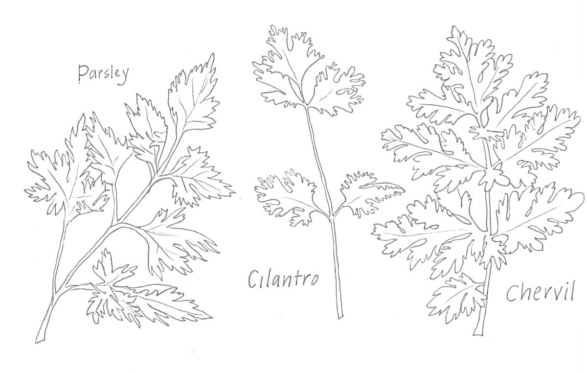 Раскраска Петрушка, кинза и кервель на одной раскраске