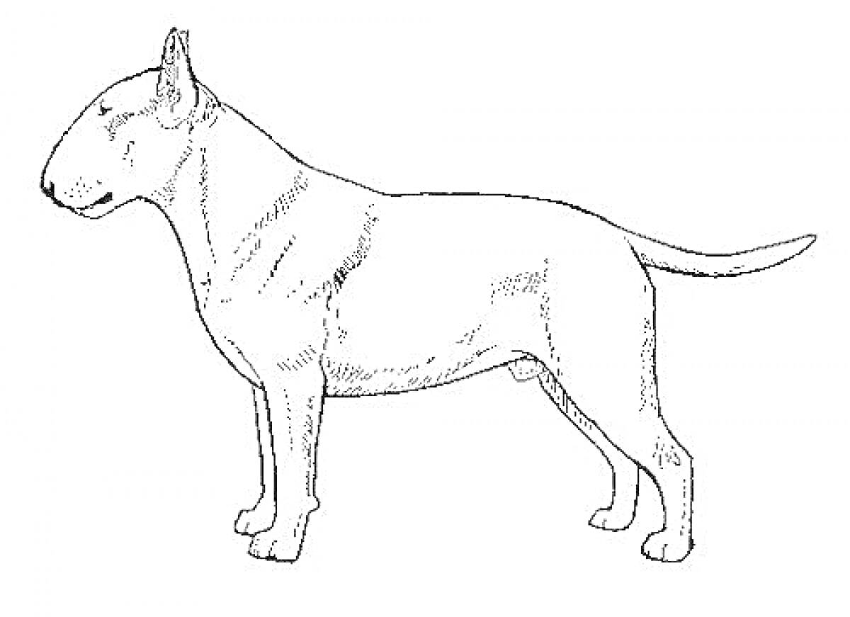 Раскраска Бультерьер в боковой проекции