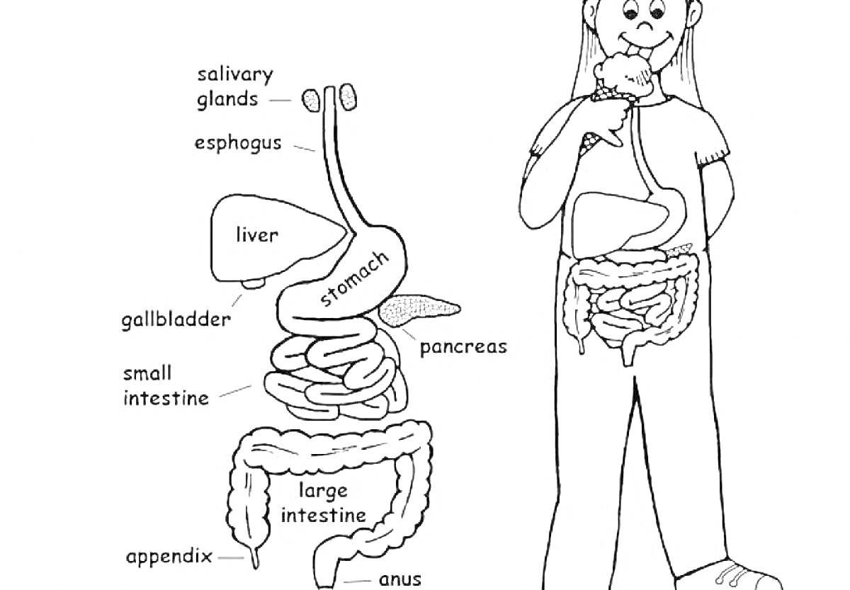 Строение пищеварительной системы человека (слюнные железы, пищевод, печень, желчный пузырь, желудок, поджелудочная железа, тонкий кишечник, толстый кишечник, аппендикс, анус)