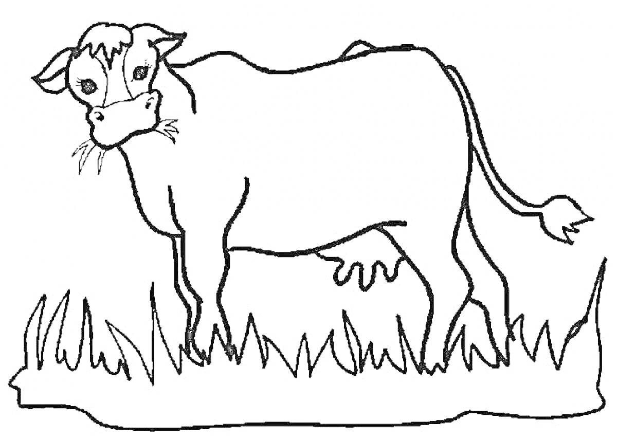 Раскраска Корова на пастбище