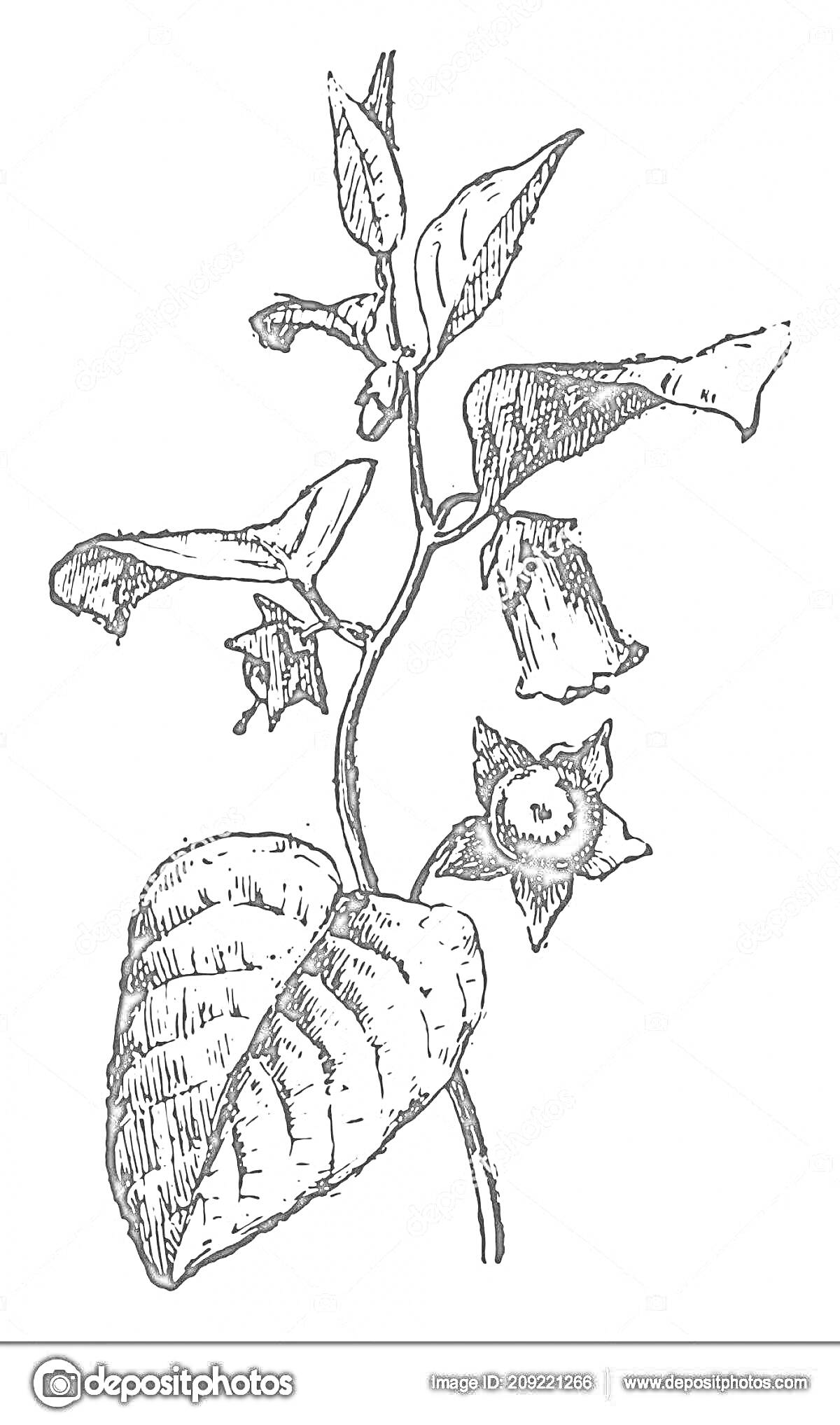 Раскраска Рисунок растения белладонна с листьями, цветами и ягодами