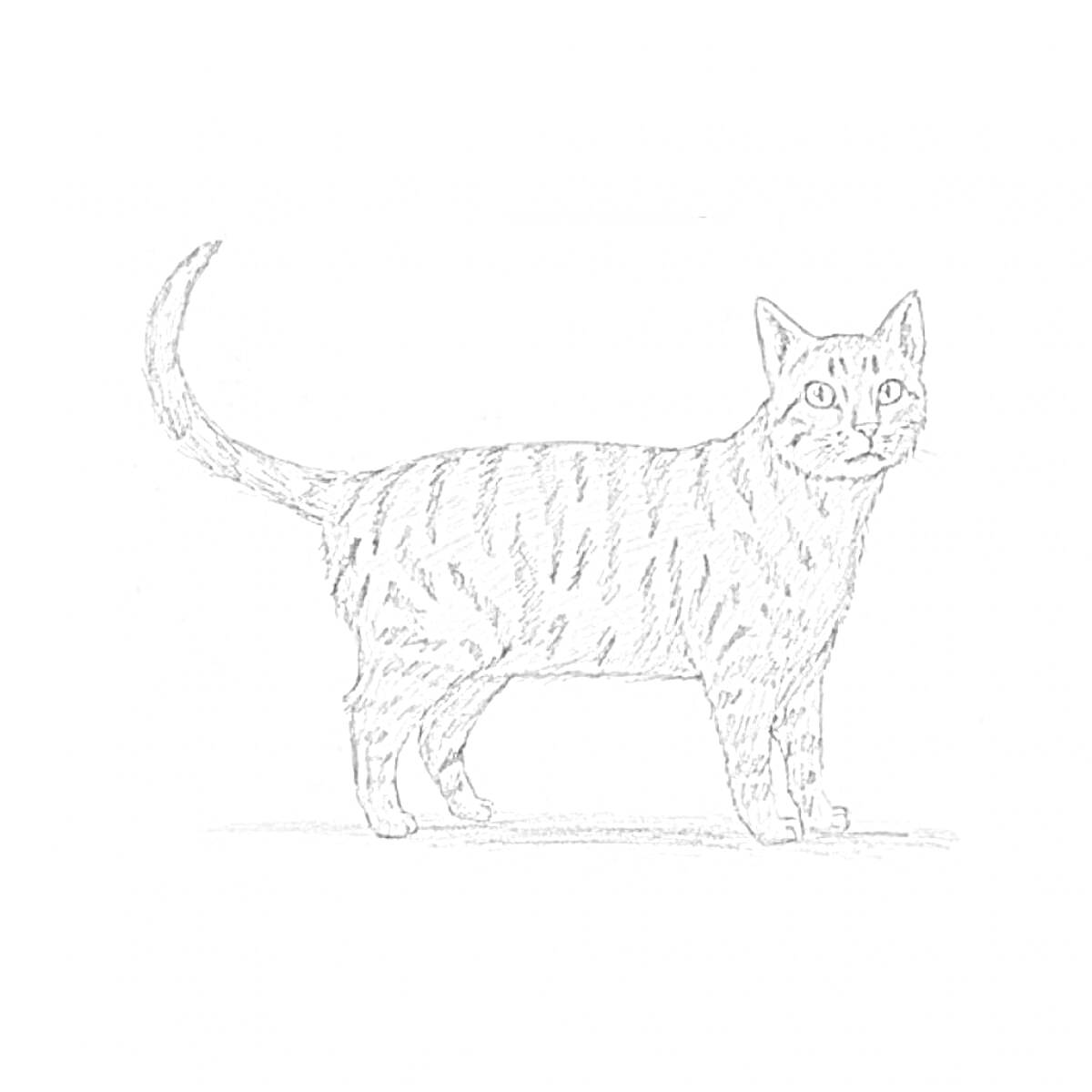На раскраске изображено: Кот, Вискас, Полосатый кот, Стоящий кот, Хвост