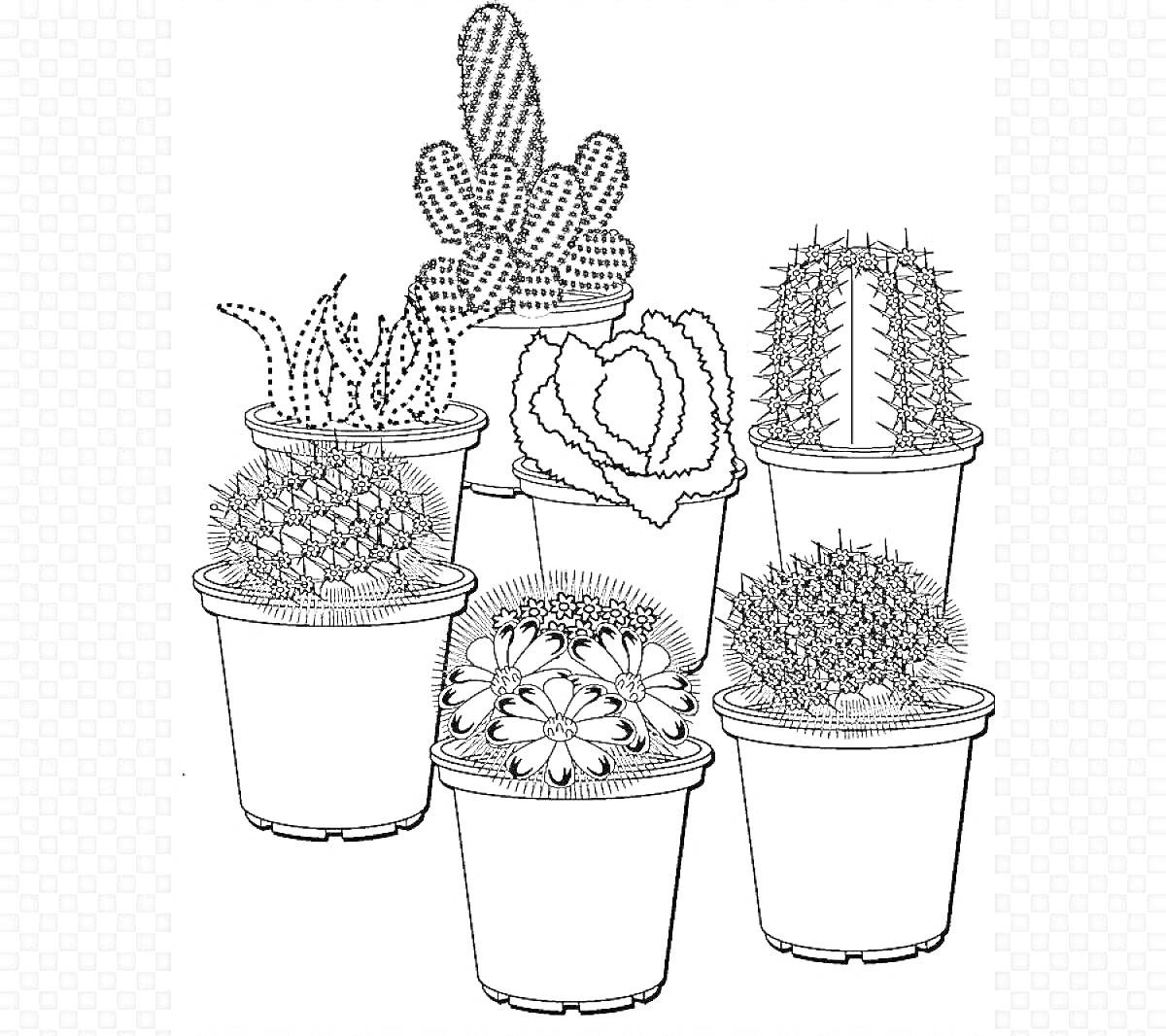 На раскраске изображено: Комнатные растения, Кактусы, Суккуленты, Цветы, Горшки, Ботаника