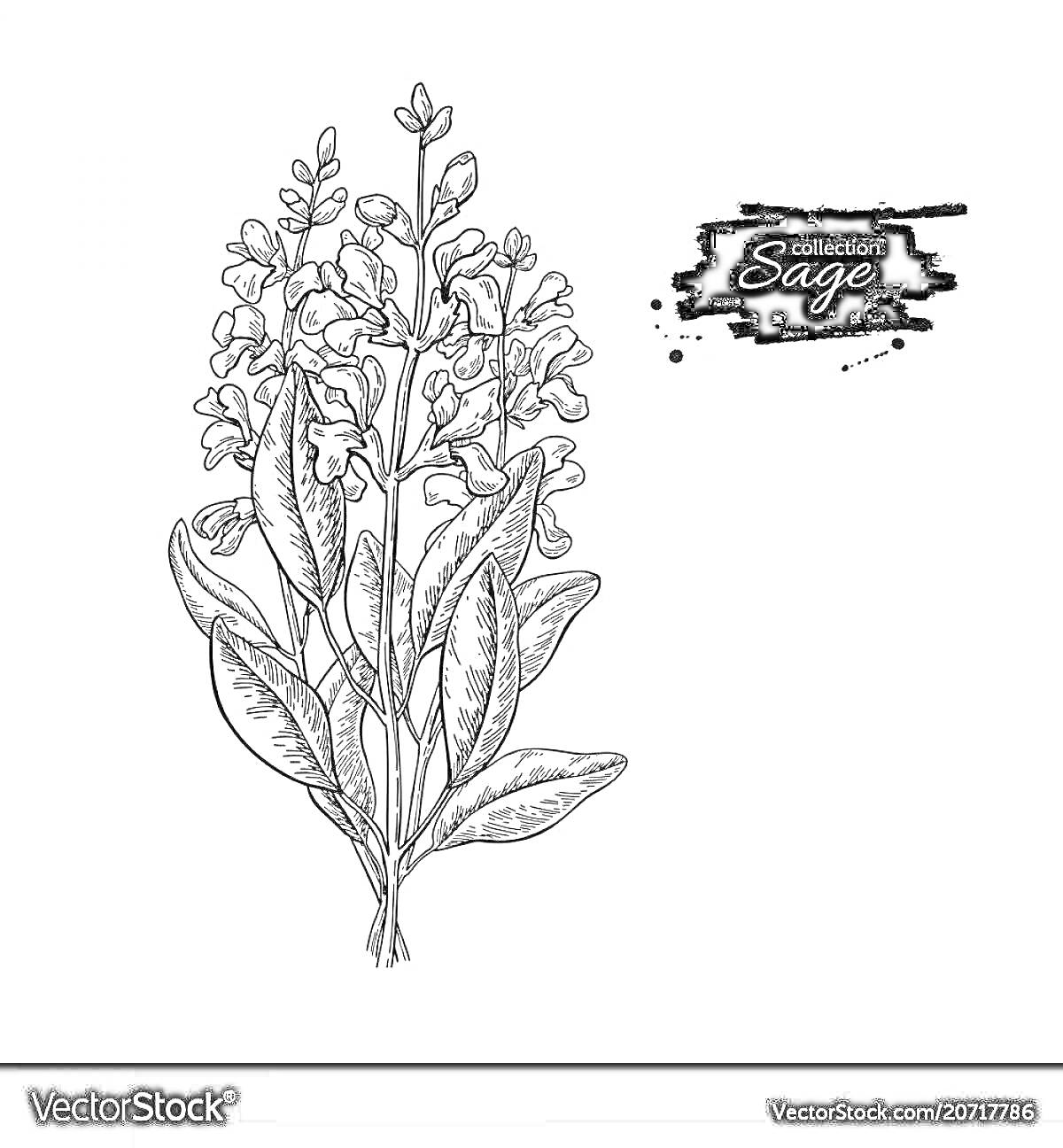 На раскраске изображено: Цветы, Ботаника, Трава, Листья, Надпись, Коллекция