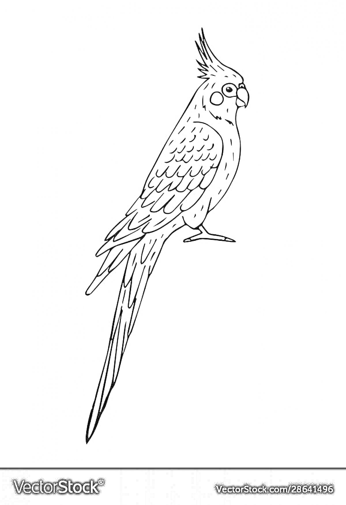 На раскраске изображено: Птица, Гребень, Длинный хвост