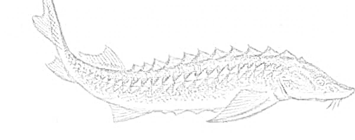 На раскраске изображено: Осетр, Рыба, Творчество, Искусство, Морская фауна