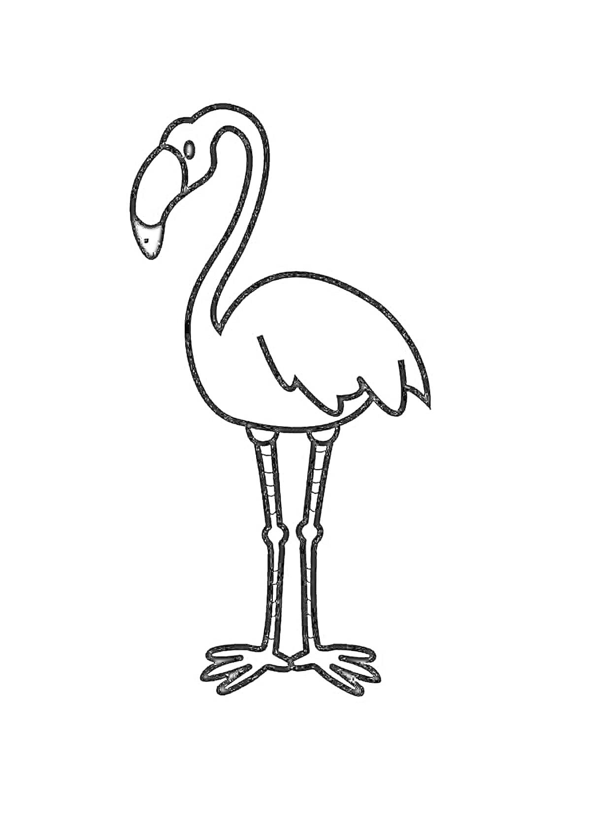 На раскраске изображено: Фламинго, Птица