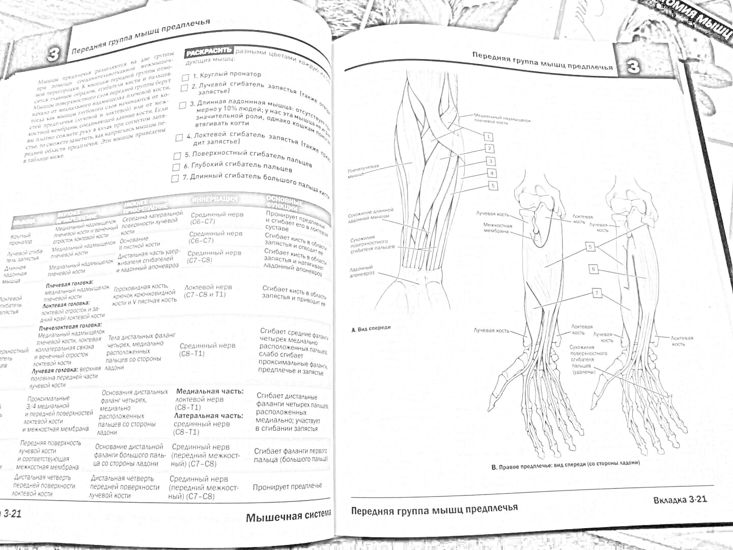 На раскраске изображено: Анатомия, Человек, Мышцы, Нервы, Учебник, Атлас, Медицина