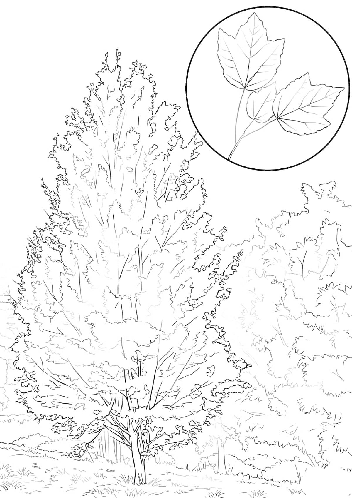 Раскраска Клен, деревья, клён с листьями крупным планом