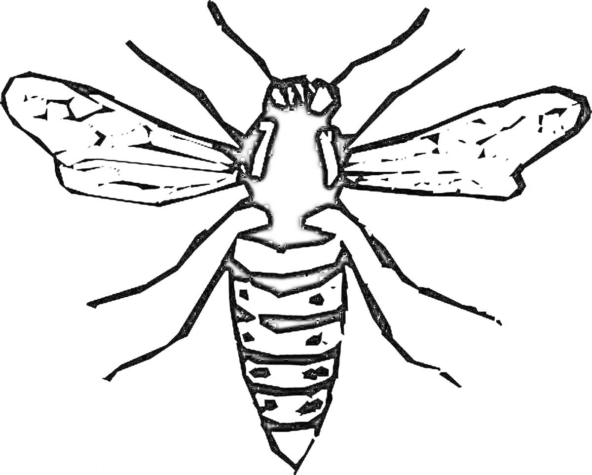 Раскраска Черно-белая оса с полосками, вид сверху, со всеми ножками и крыльями