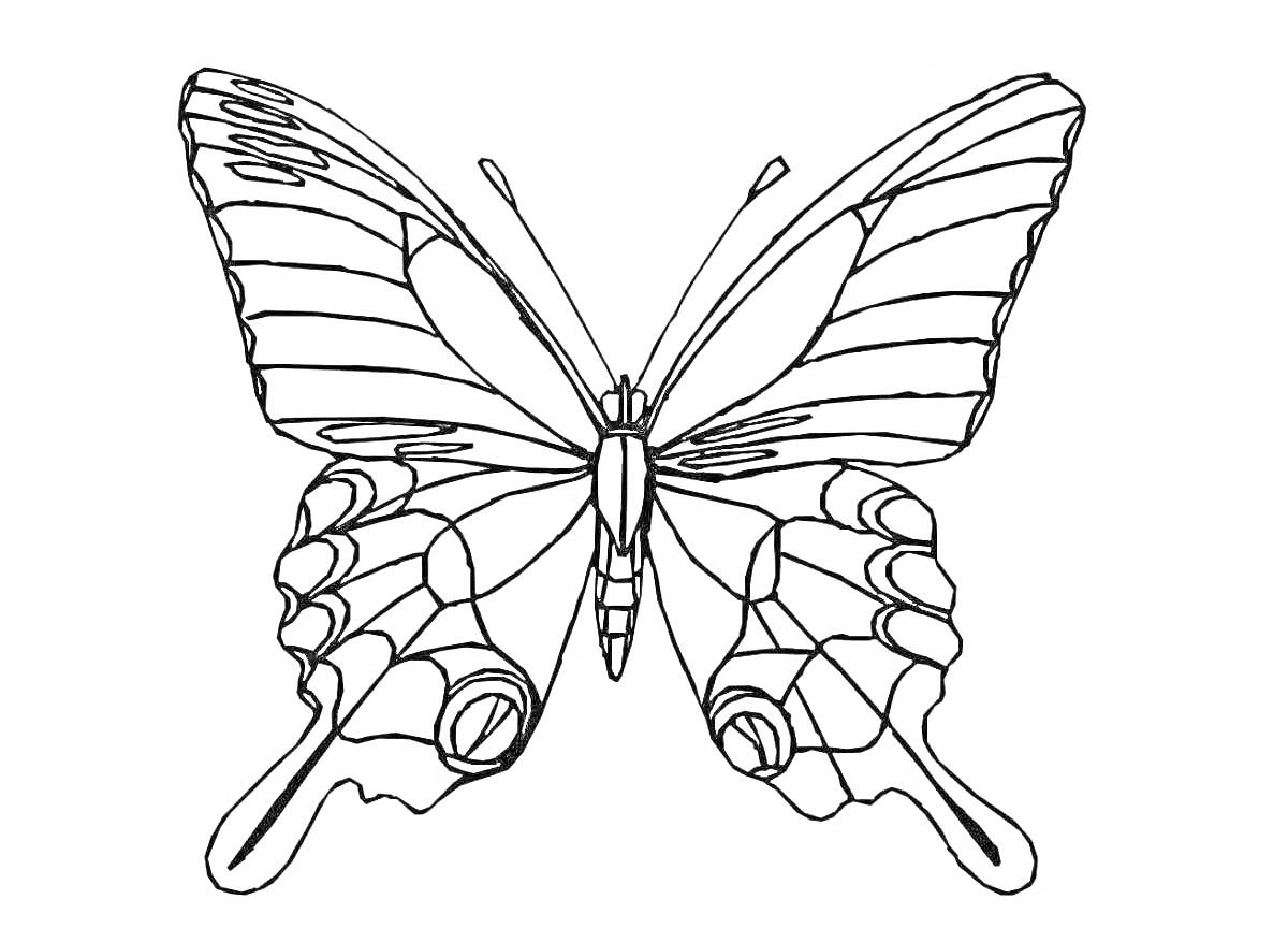 Раскраска Раскраска с бабочкой, с четкими линиями, раскрытые крылья