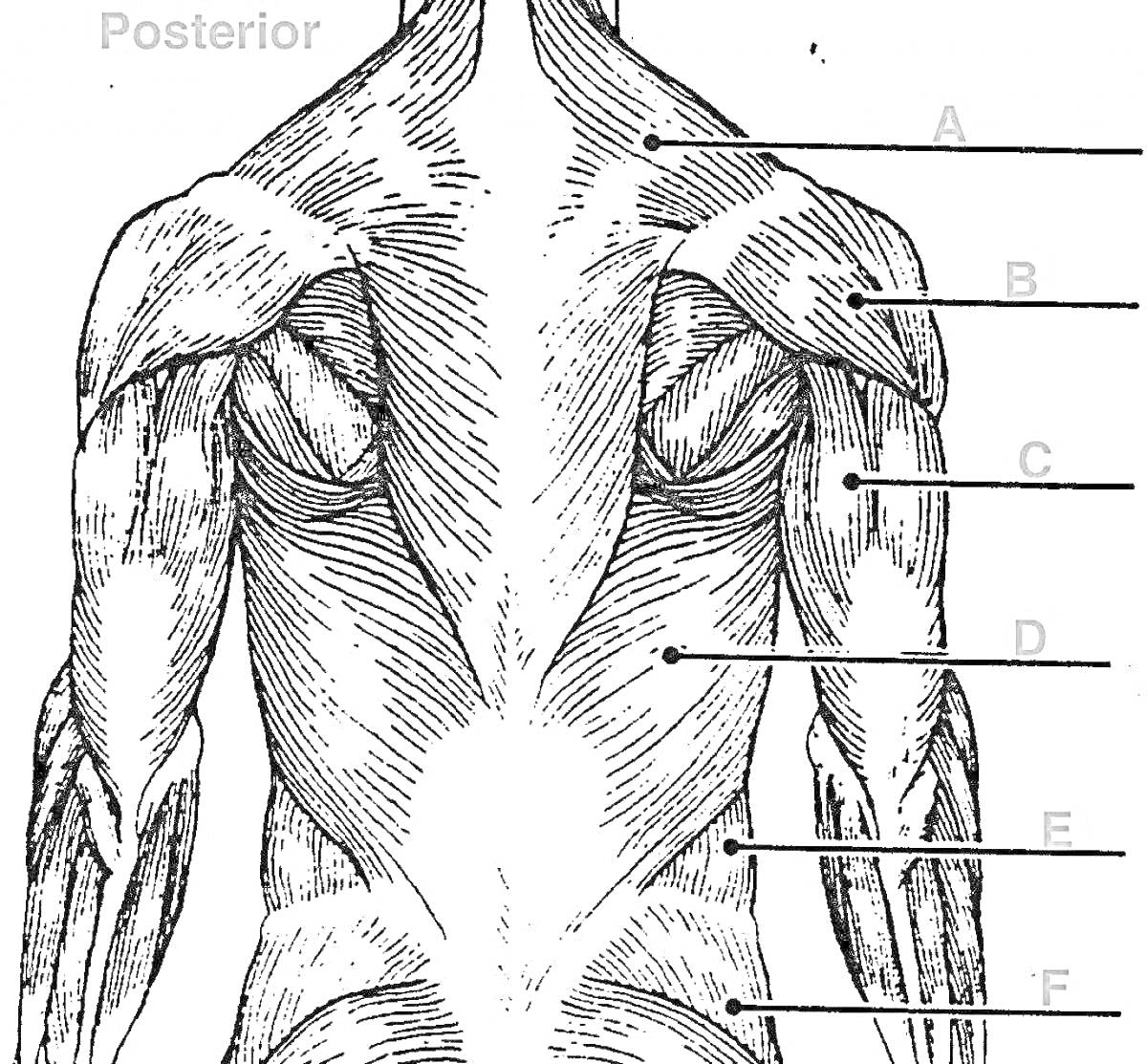 На раскраске изображено: Анатомия, Мышцы, Спина, Человек, Схема, Обозначения