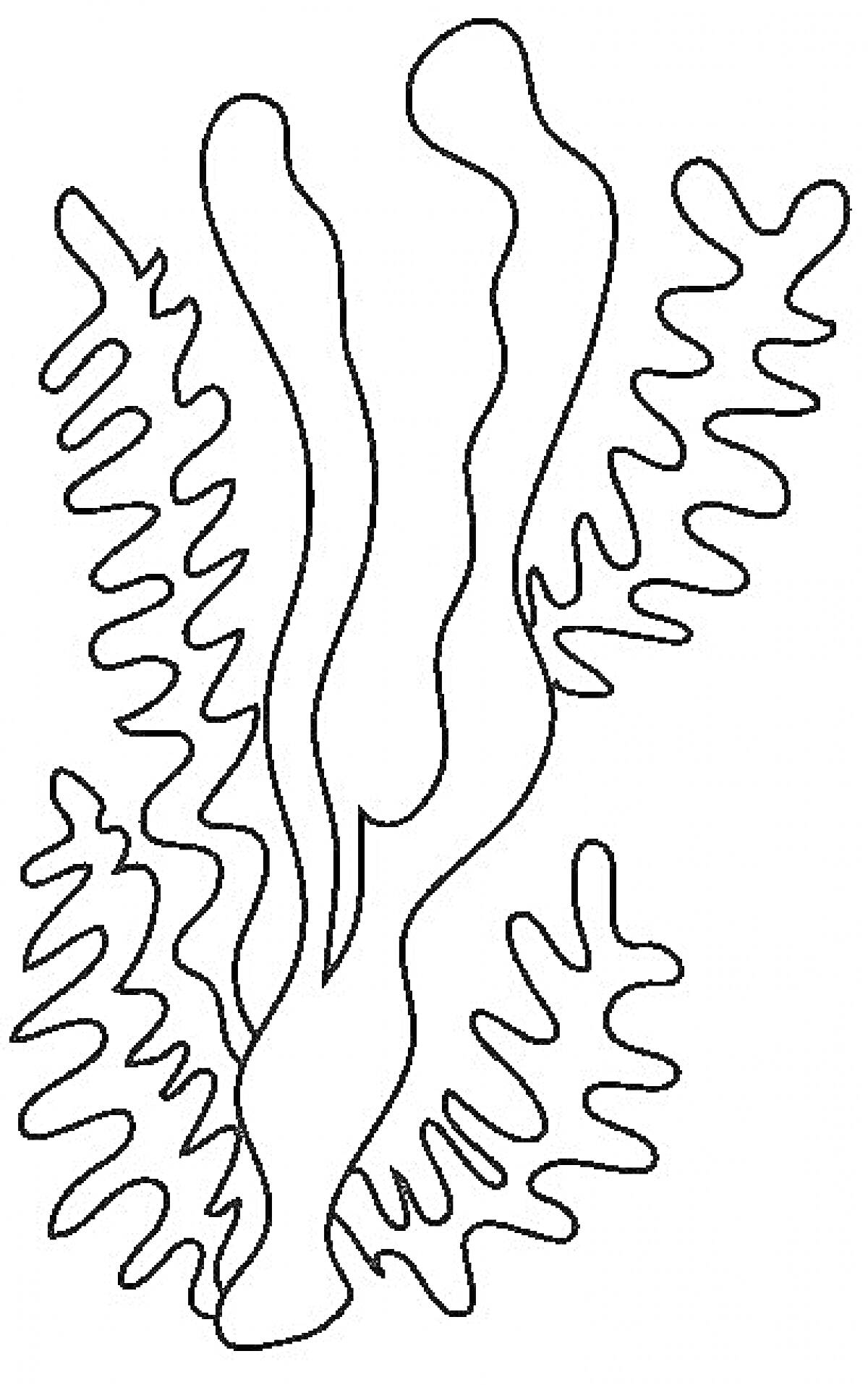 Раскраска Водоросли с длинными и зубчатыми листьями