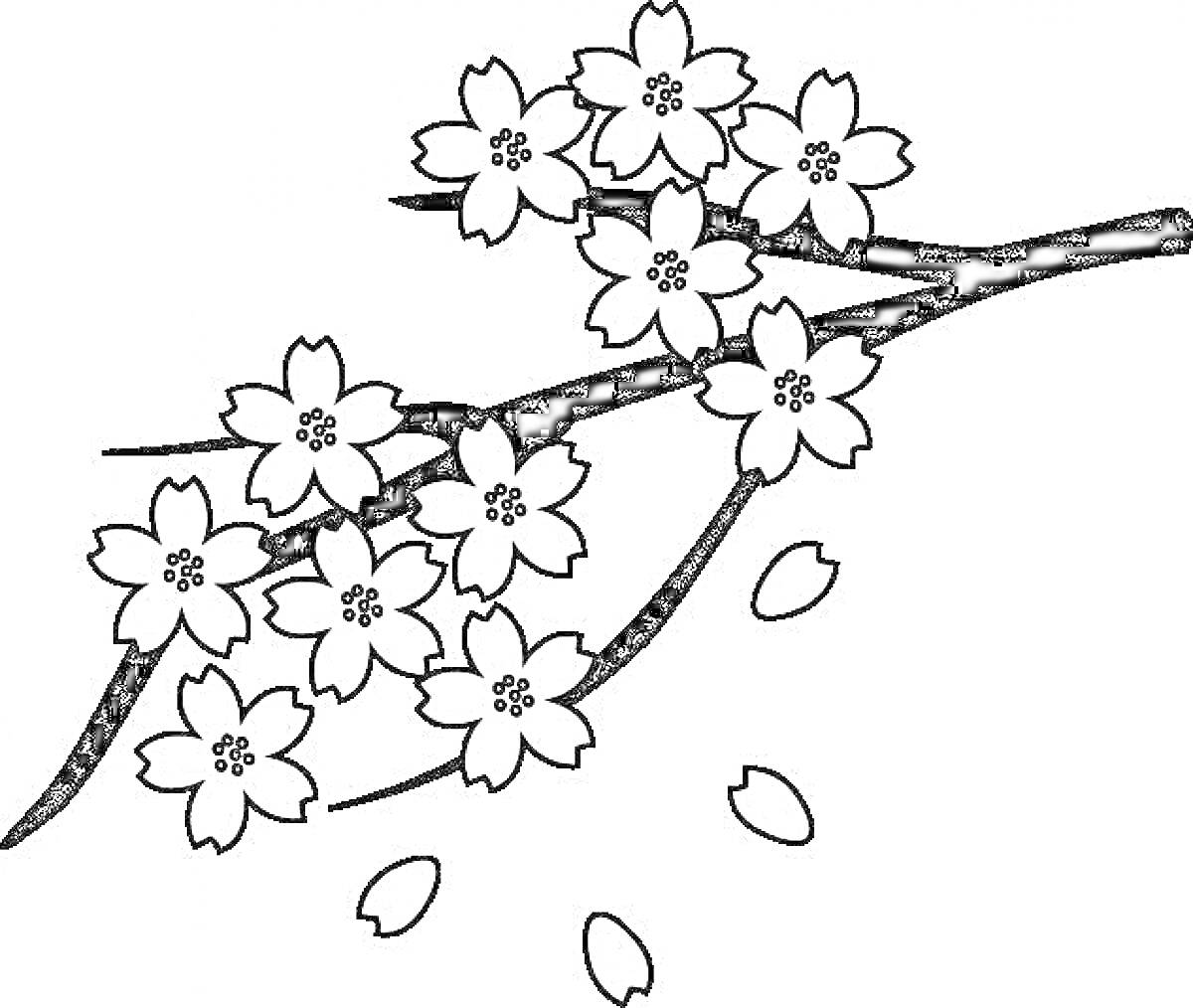 Раскраска Ветвь сакуры с цветками и лепестками