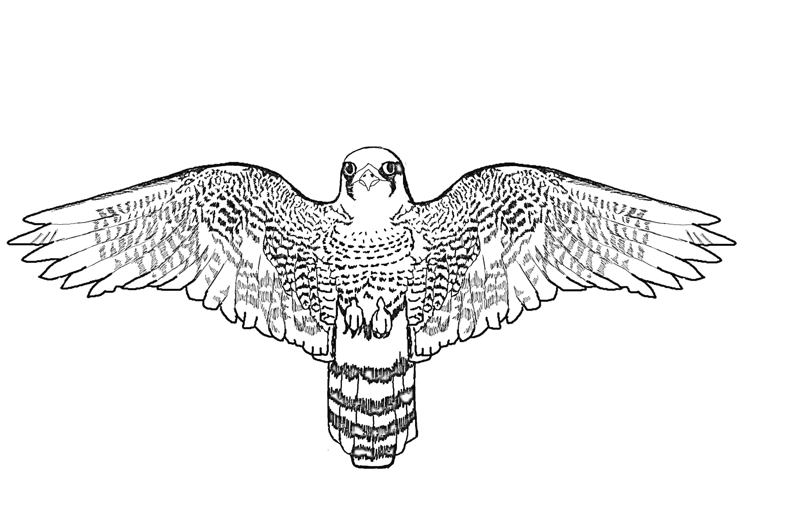 На раскраске изображено: Птица, Хищная птица, Расправленные крылья, Полет, Контурные рисунки