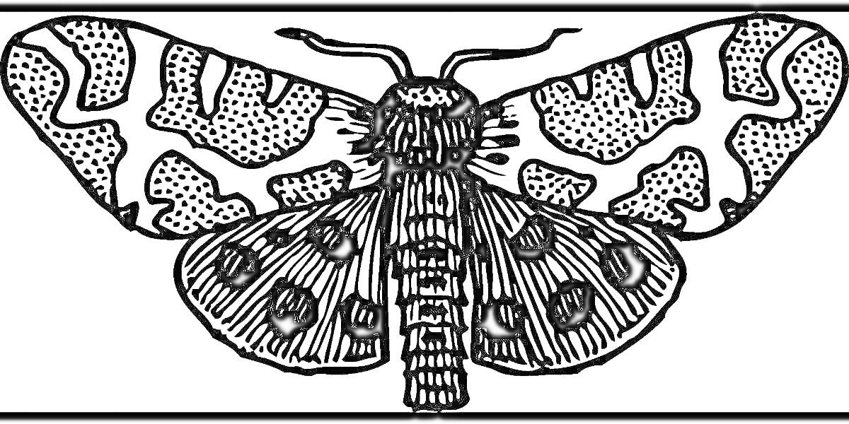 Раскраска Тутовый шелкопряд с узором на крыльях