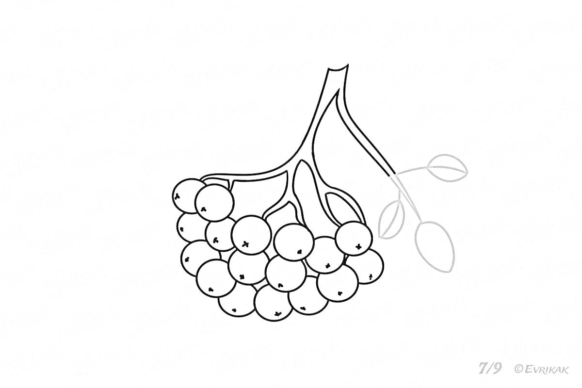 Раскраска Раскраска веточка рябины с ягодами и листьями