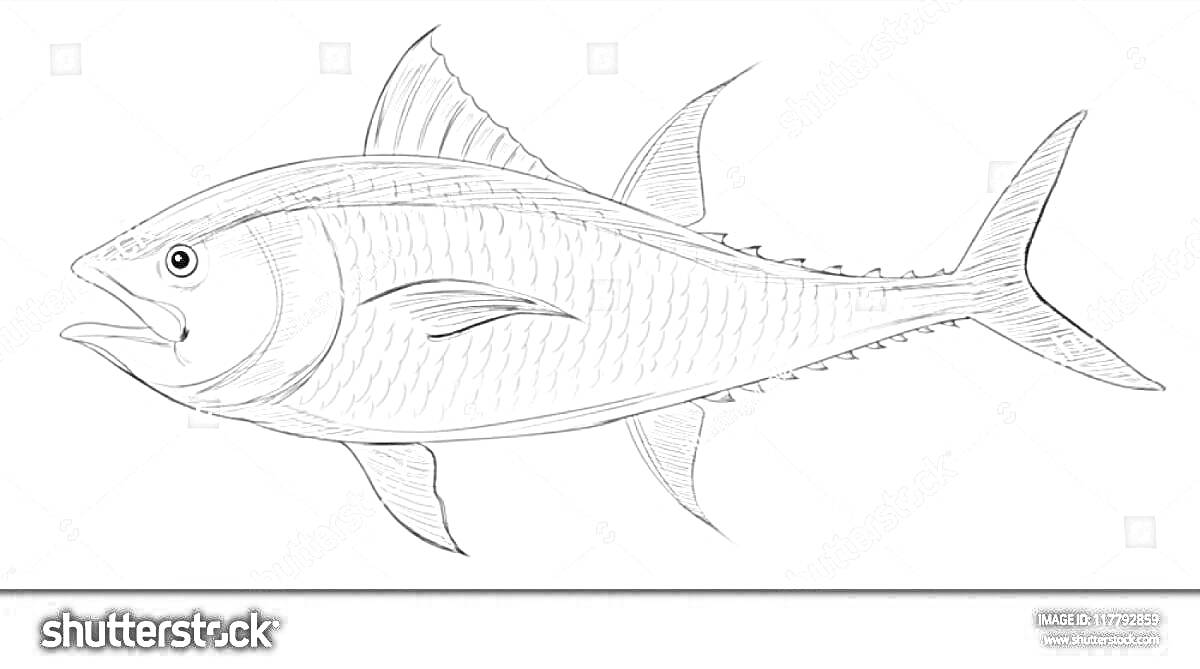 Раскраска Тунец - полосатая хищная рыба с острым спинным плавником и хвостом