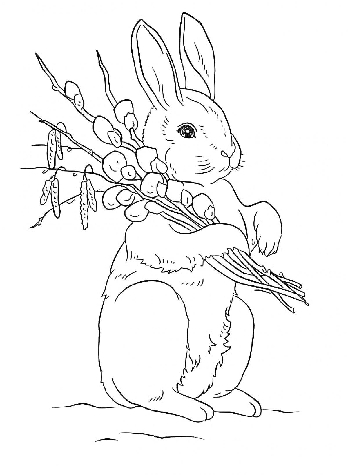 Раскраска Кролик, держащий букет ивы