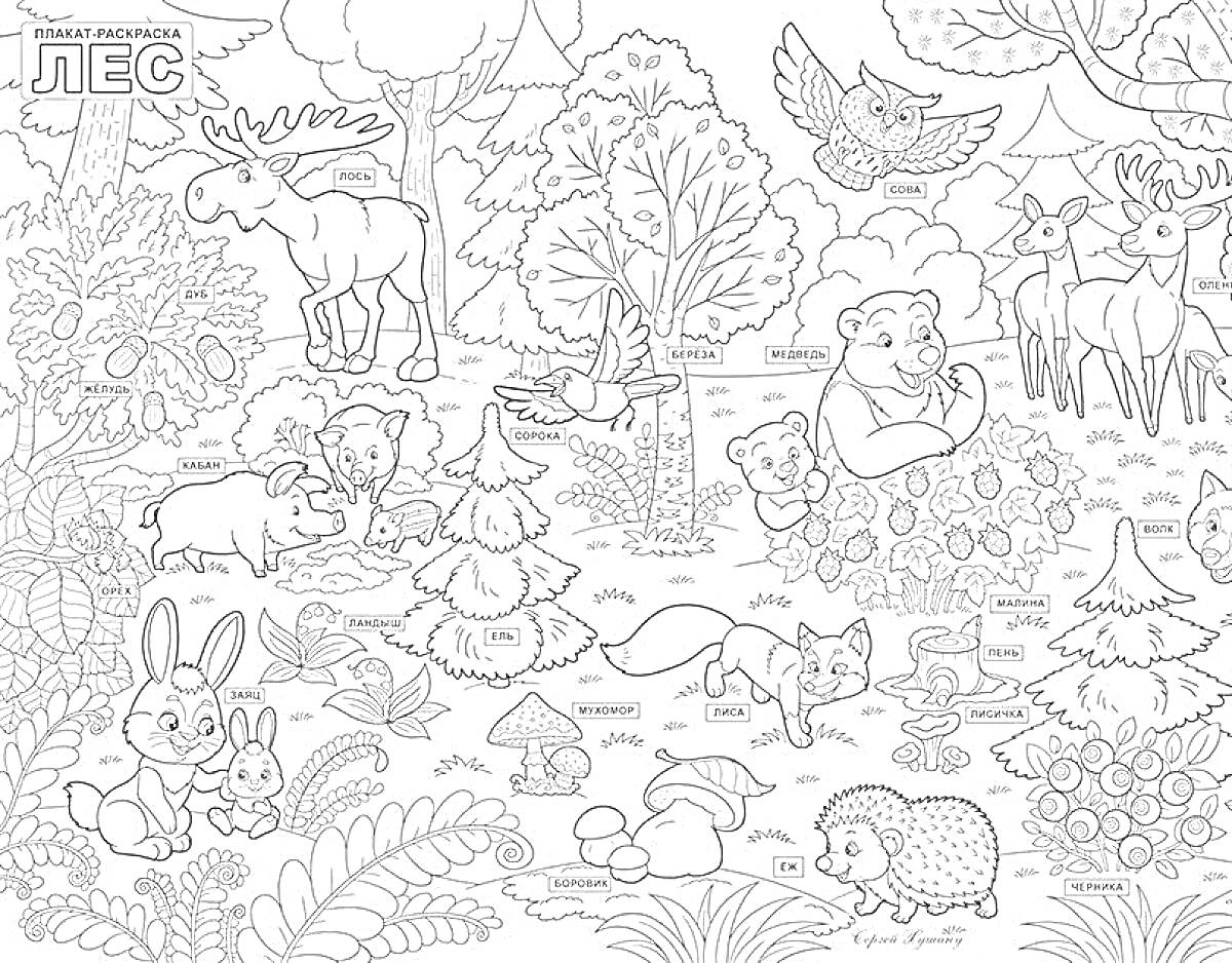 Раскраска Раскраска с изображением лесных животных. Лось, белка, волки, филин, кабан, енот, лисица, медведь, заяц, еж, деревья, кустарники, грибы, белые цветы, ягоды, полянка.