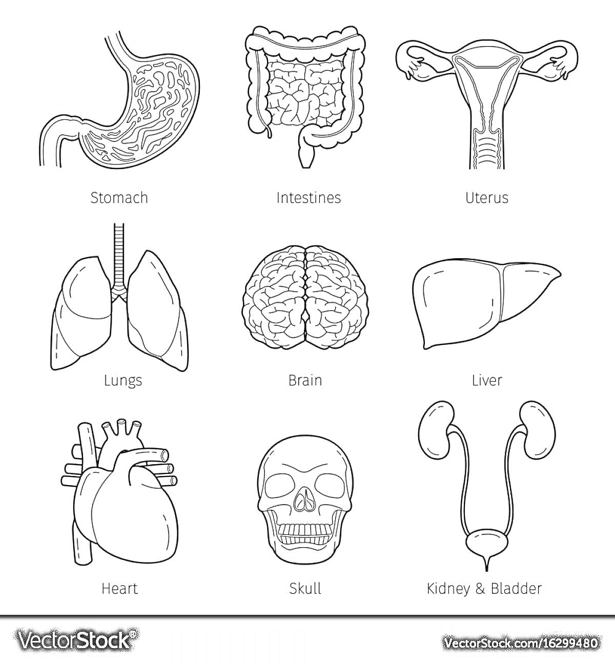 Раскраска органы человека - желудок, кишечник, матка, легкие, мозг, печень, сердце, череп, почки и мочевой пузырь