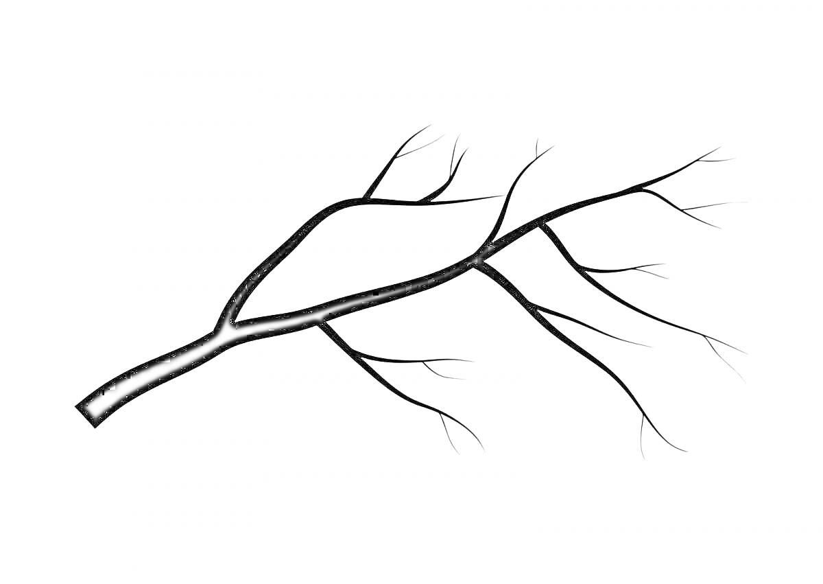 Раскраска Ветка дерева с несколькими небольшими веточками
