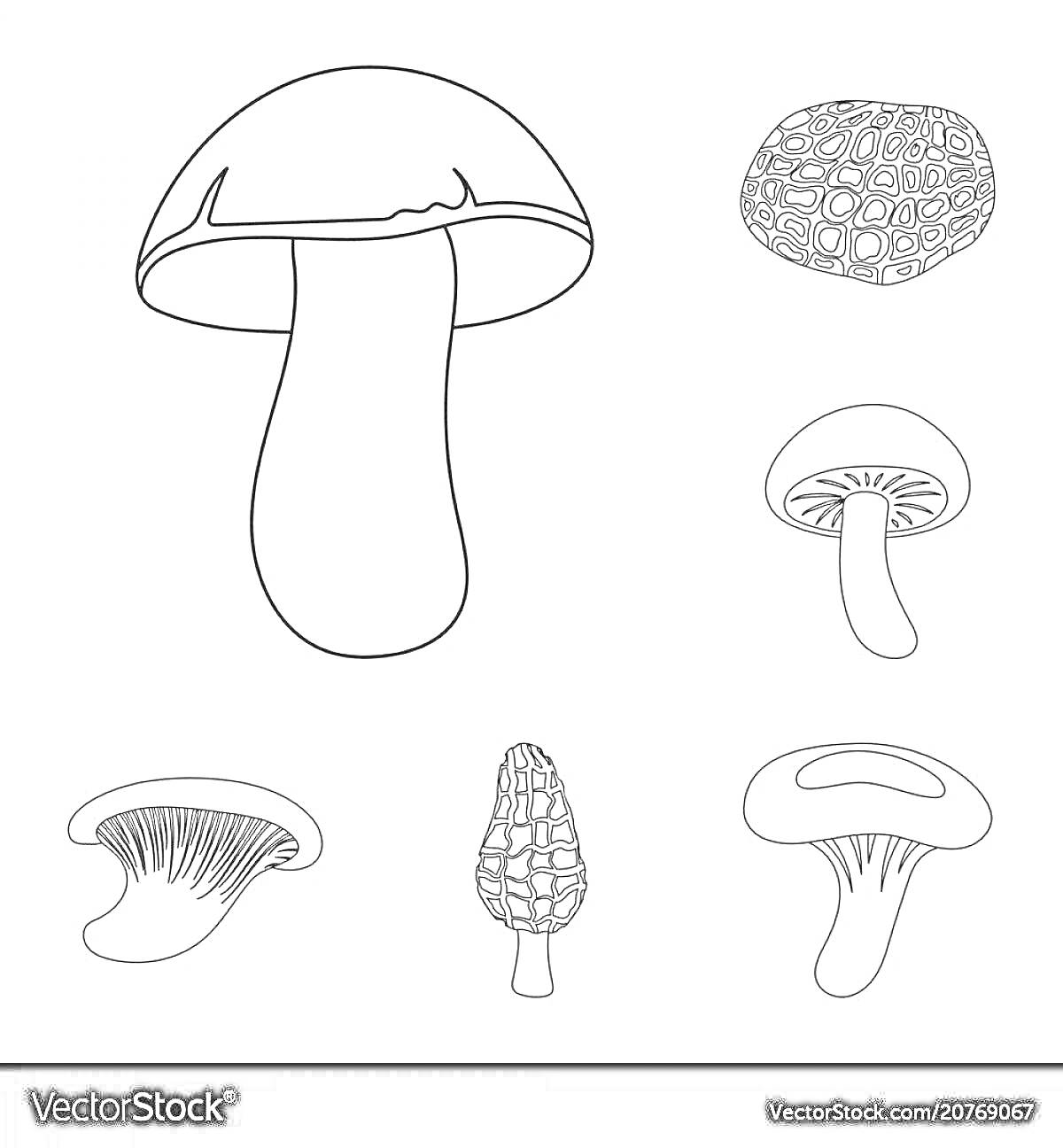 Раскраска Шесть различных видов грибов: большой гриб в центре с круглой шляпкой и длинной ножкой, кружевной гриб в правом верхнем углу, гриб с шапкой и волнистой ножкой в правом среднем углу, гриб с веерной шляпкой в левом нижнем углу, гриб с конусообразной шляпкой
