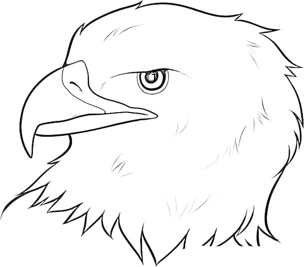 Раскраска Портрет орла с крупным планом головы, детализированное перо, острый клюв и выразительный глаз.