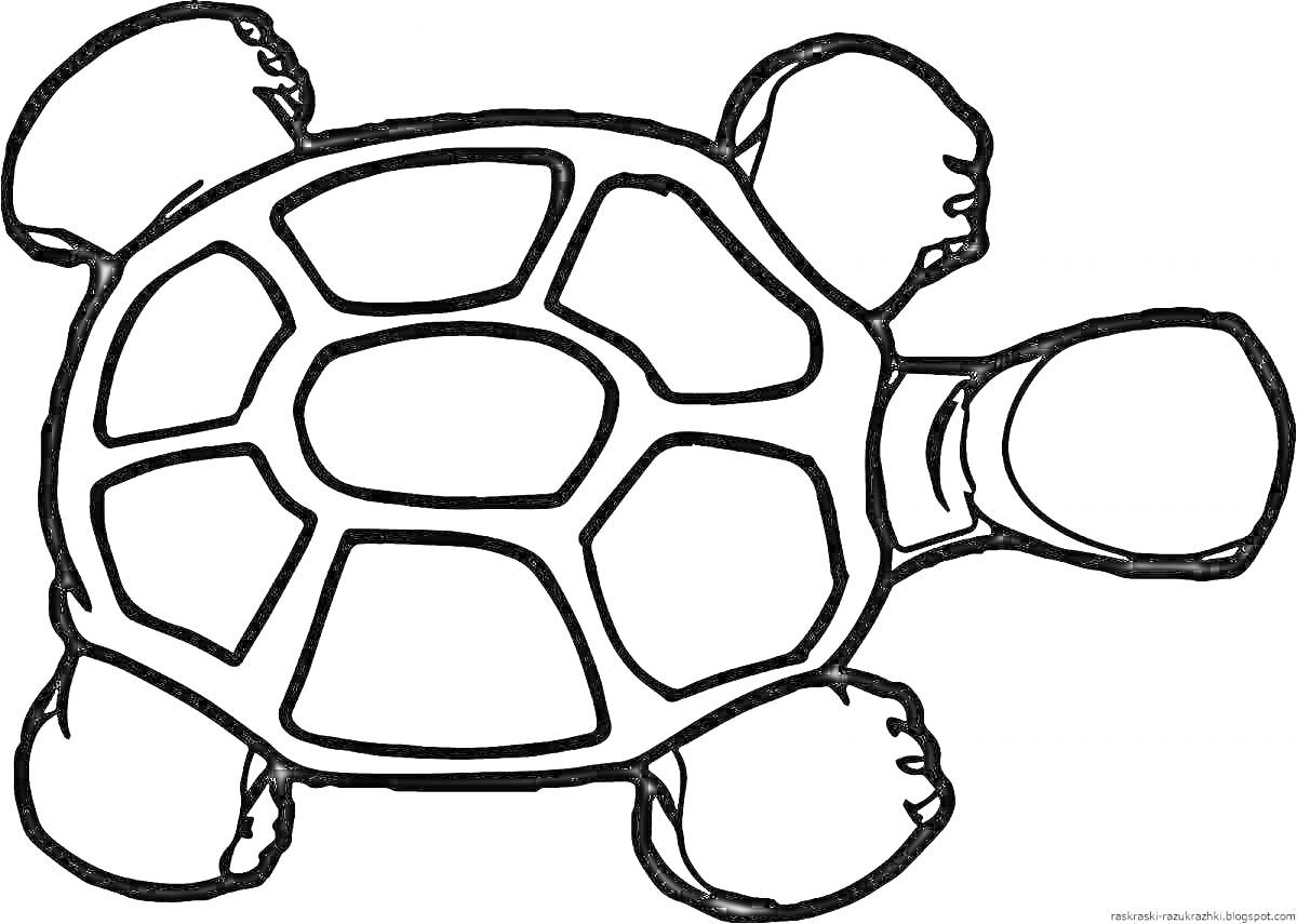 На раскраске изображено: Черепаха, Панцирь, Лапы
