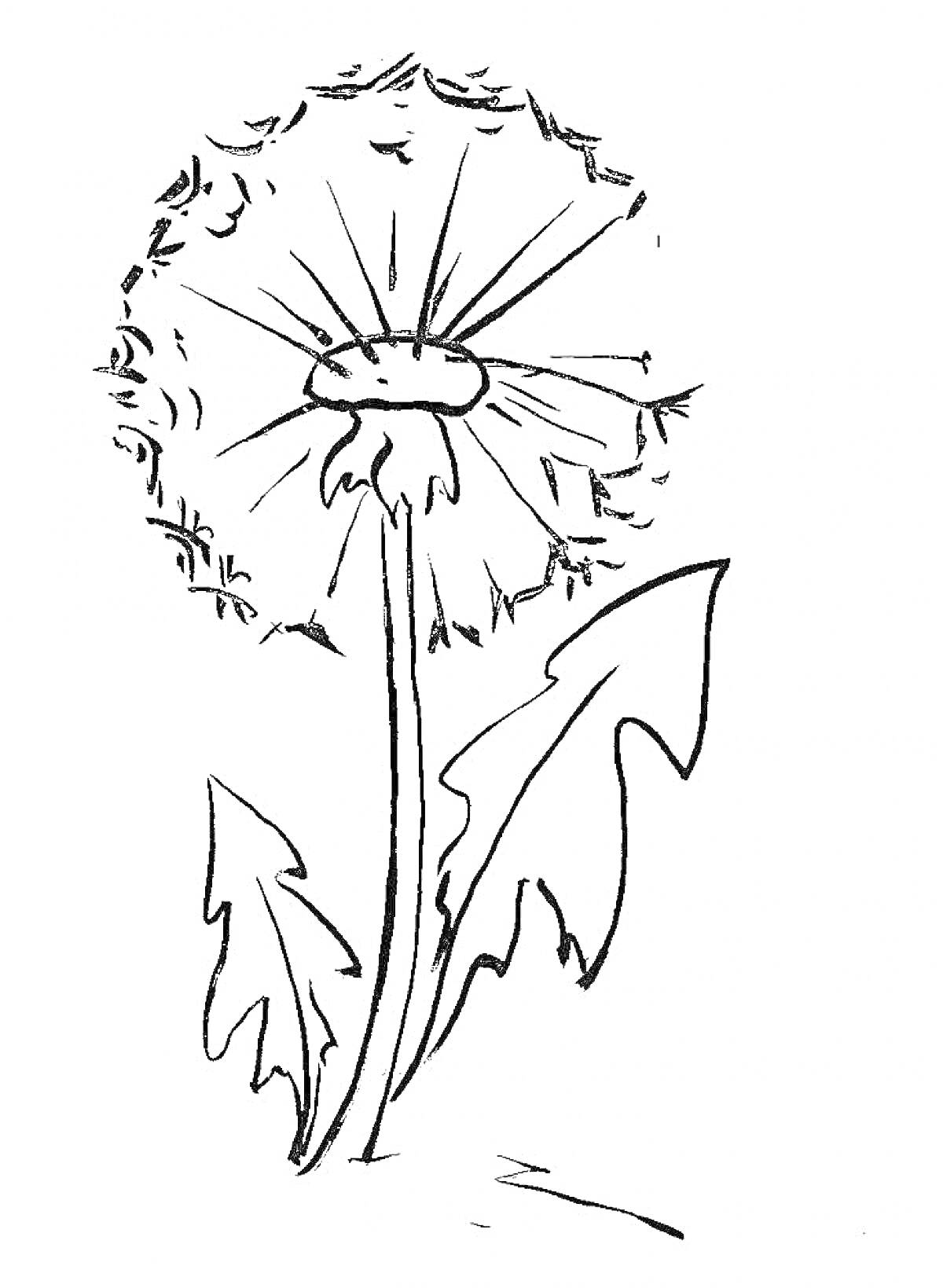 На раскраске изображено: Одуванчик, Листья, Природа, Для детей, Цветы, Растения, Контурные рисунки