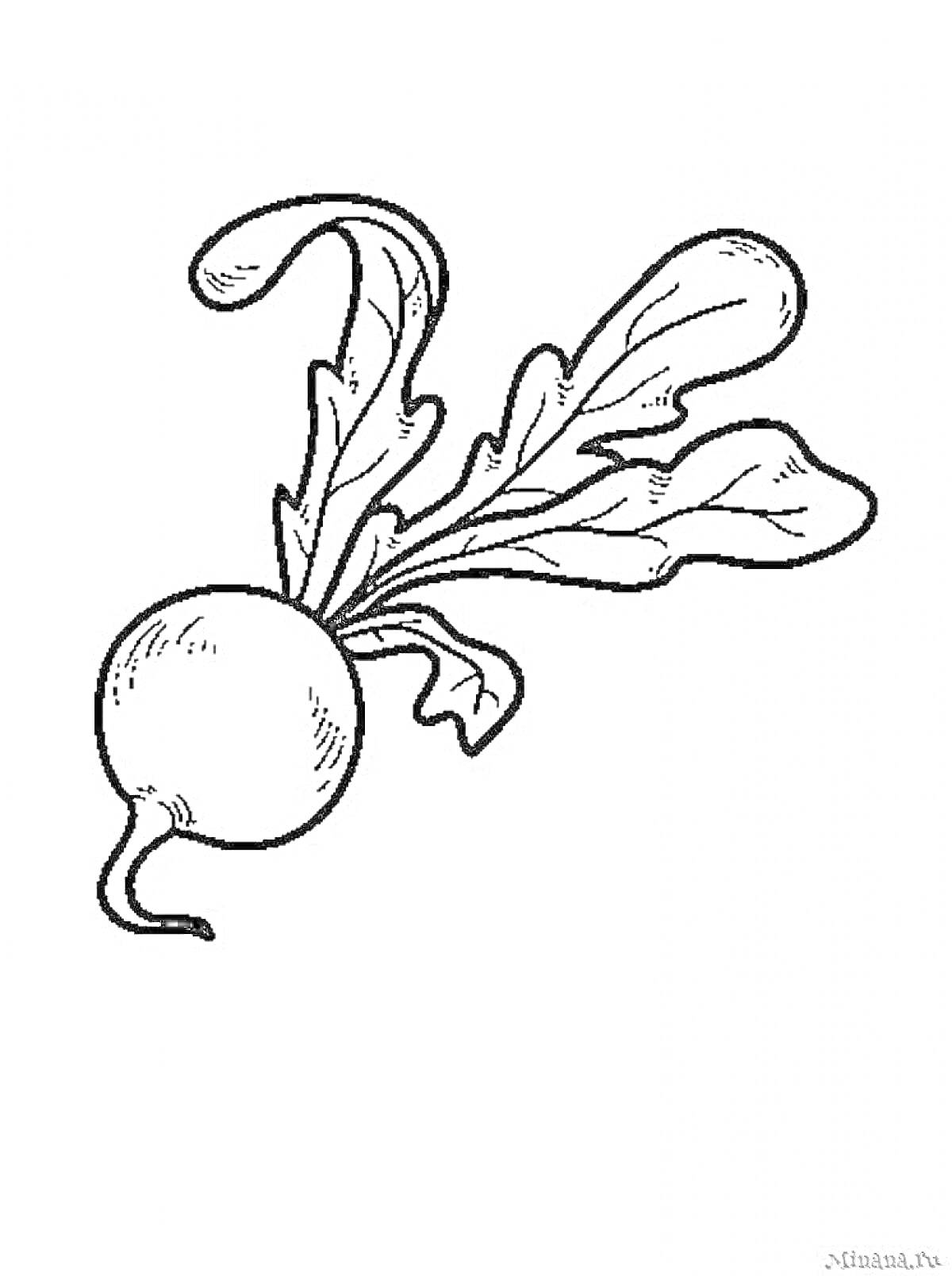 На раскраске изображено: Овощи, Листья, Для детей