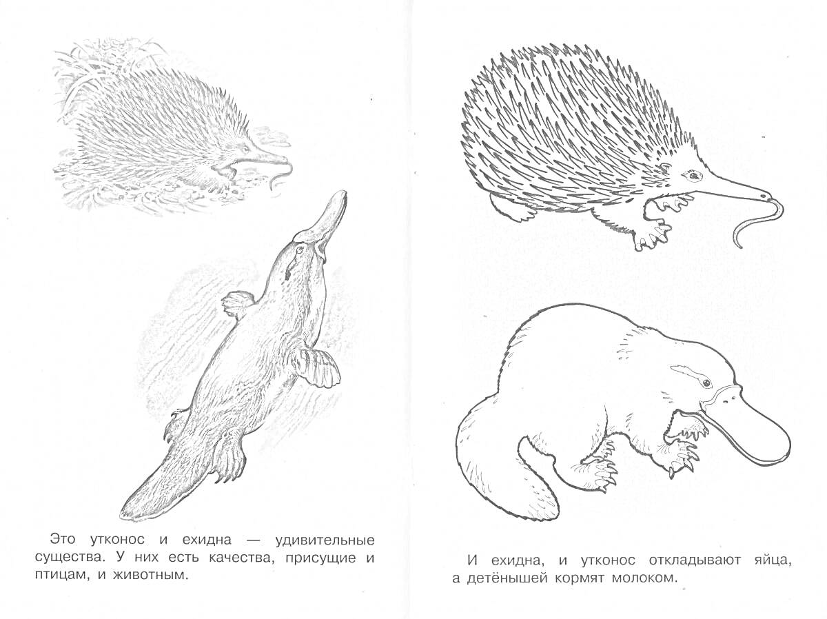 Раскраска Ехидна и утконос: едят ящериц и насекомых, пьют молоко