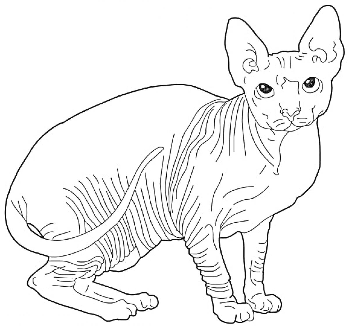 Лысая кошка Сфинкс сидит с наклоненной головой