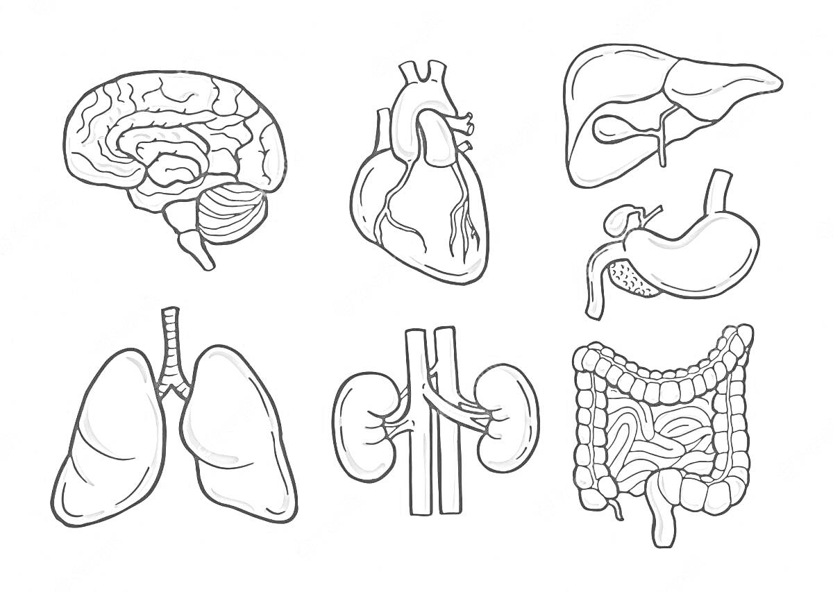 Раскраска Основные органы человека: мозг, сердце, печень, желудок, легкие, почки, кишечник