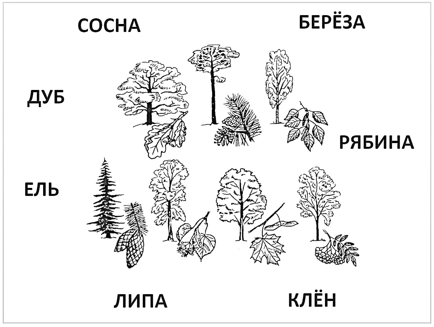 Раскраска сосна, берёза, дуб, рябина, ель, липа, клён