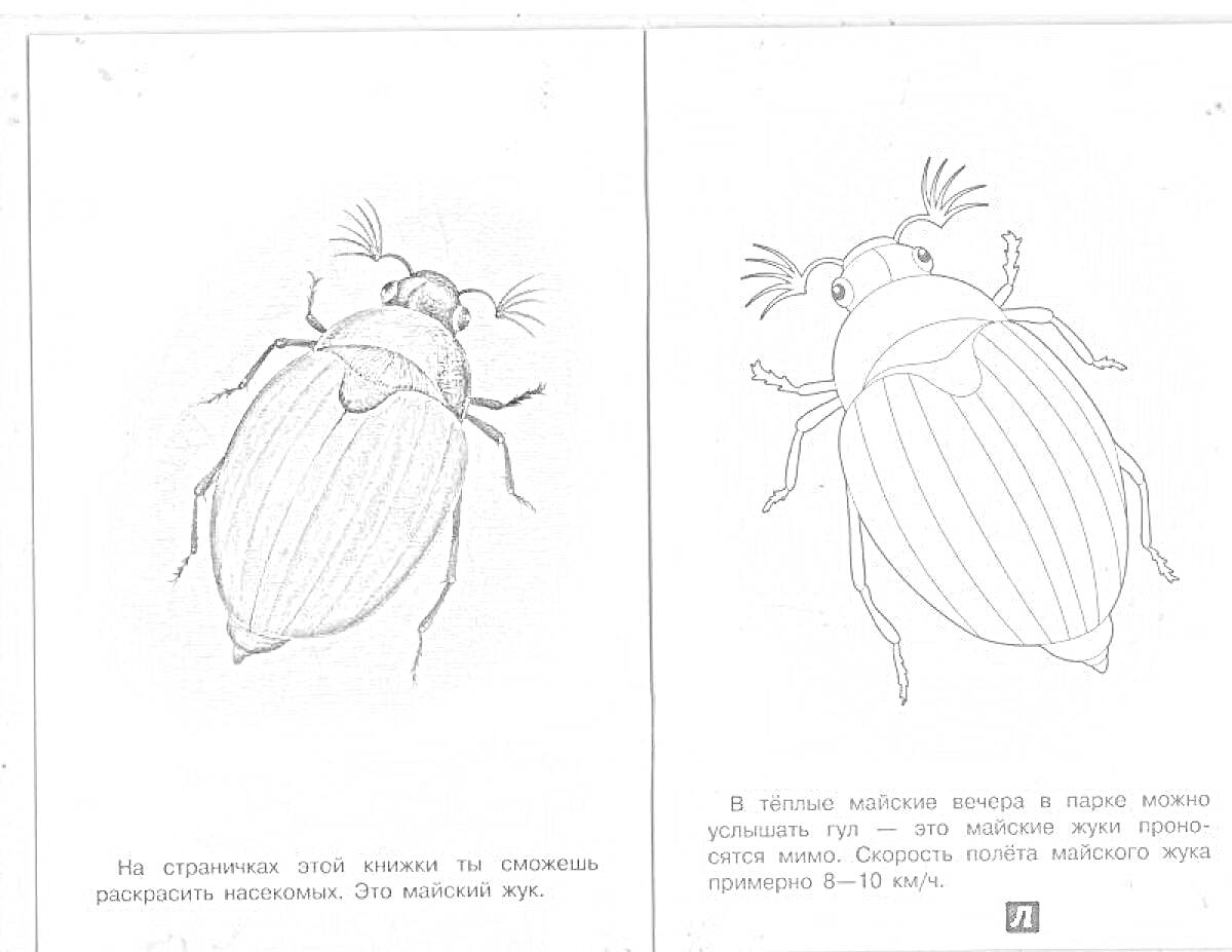 Майский жук с двумя изображениями и текстом. На первой странице черно-белое изображение майского жука, на второй странице контурное изображение майского жука для раскрашивания и текст о его способности летать