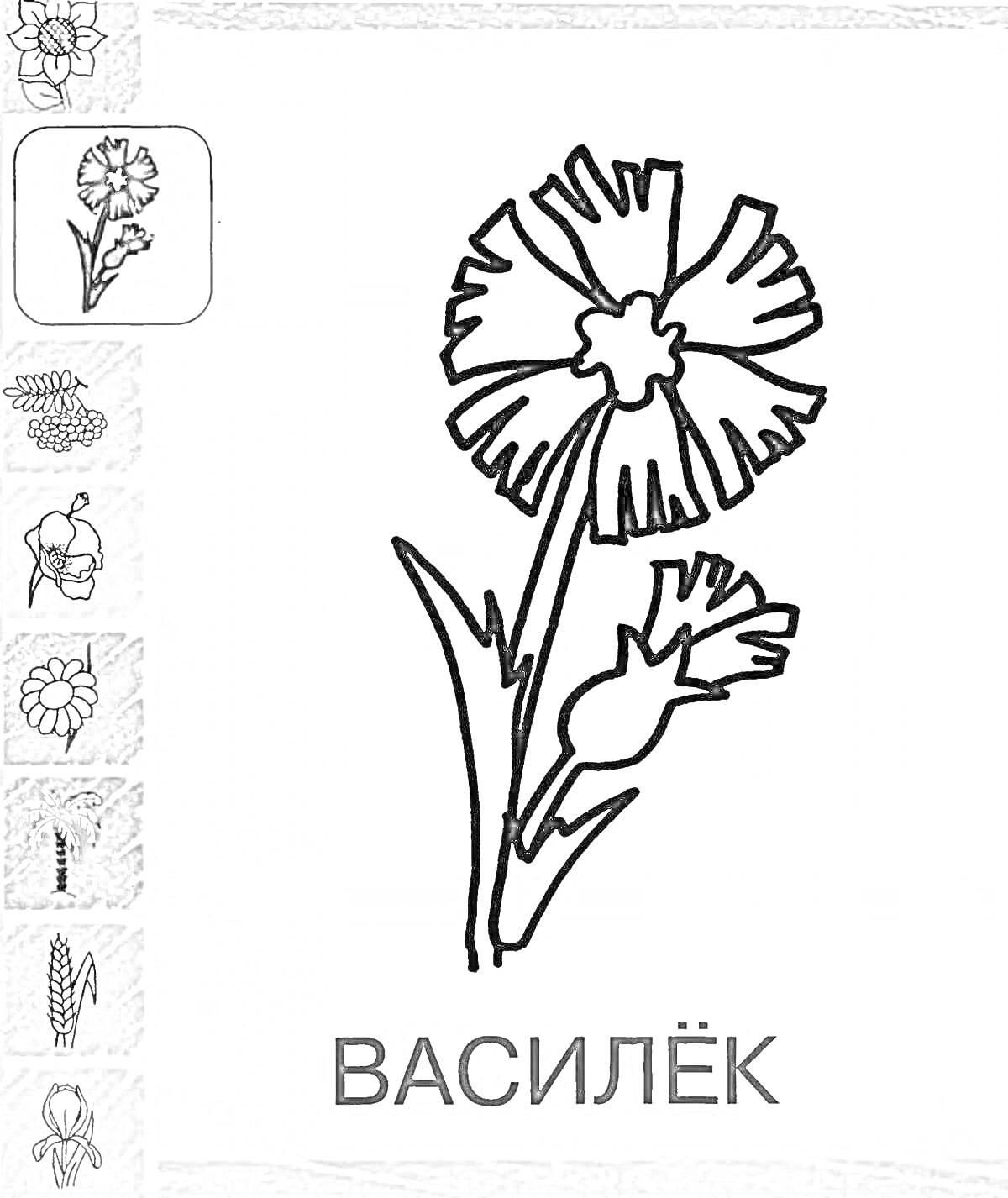 На раскраске изображено: Василёк, Растения, Ботаника, Природа