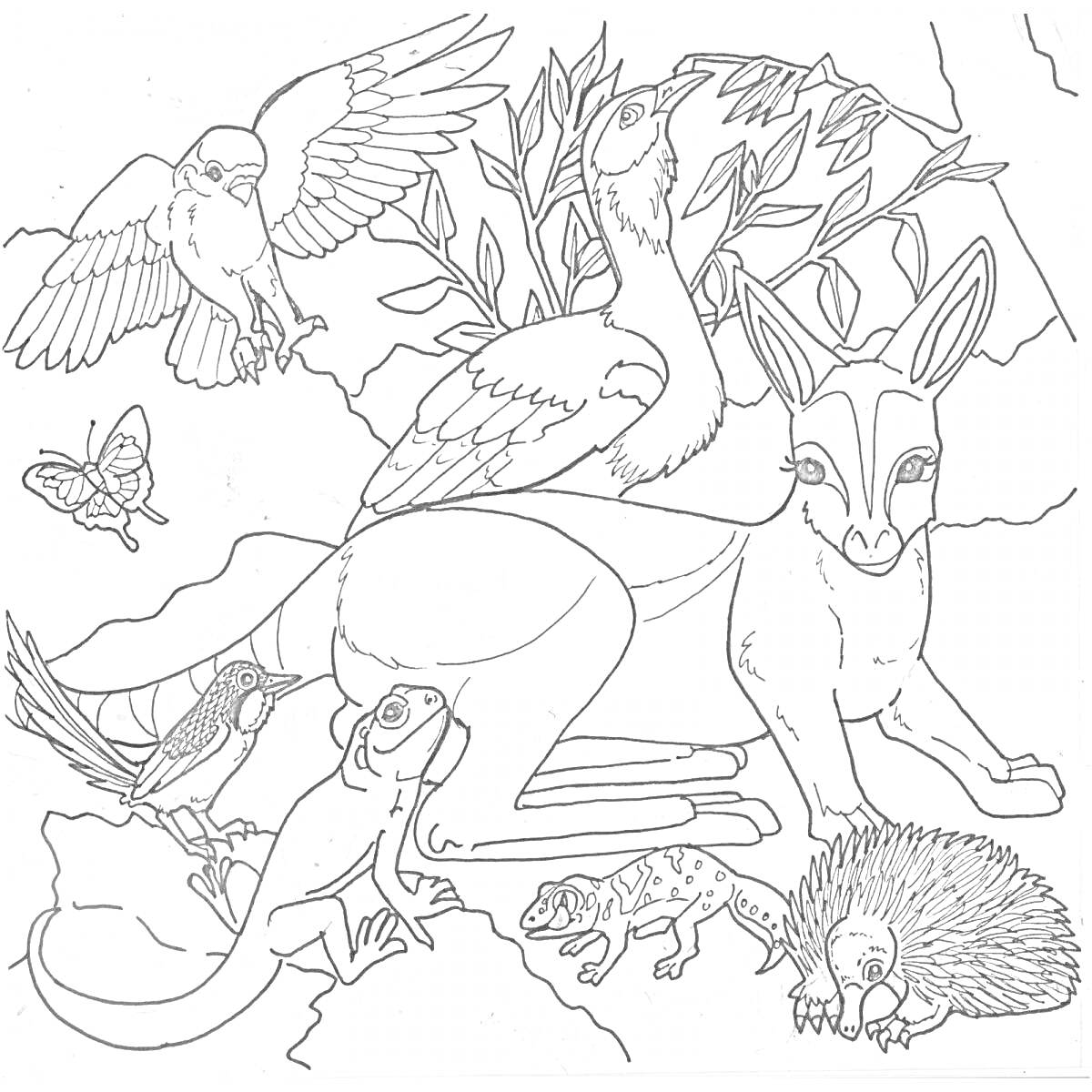 На раскраске изображено: Австралия, Кенгуру, Варан, Бабочка, Ехидна, Природа, Животные