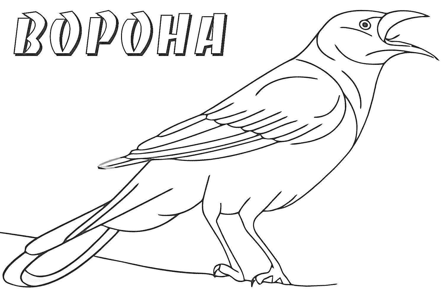 Раскраска Ворона с открытым клювом на ветке и надписью 