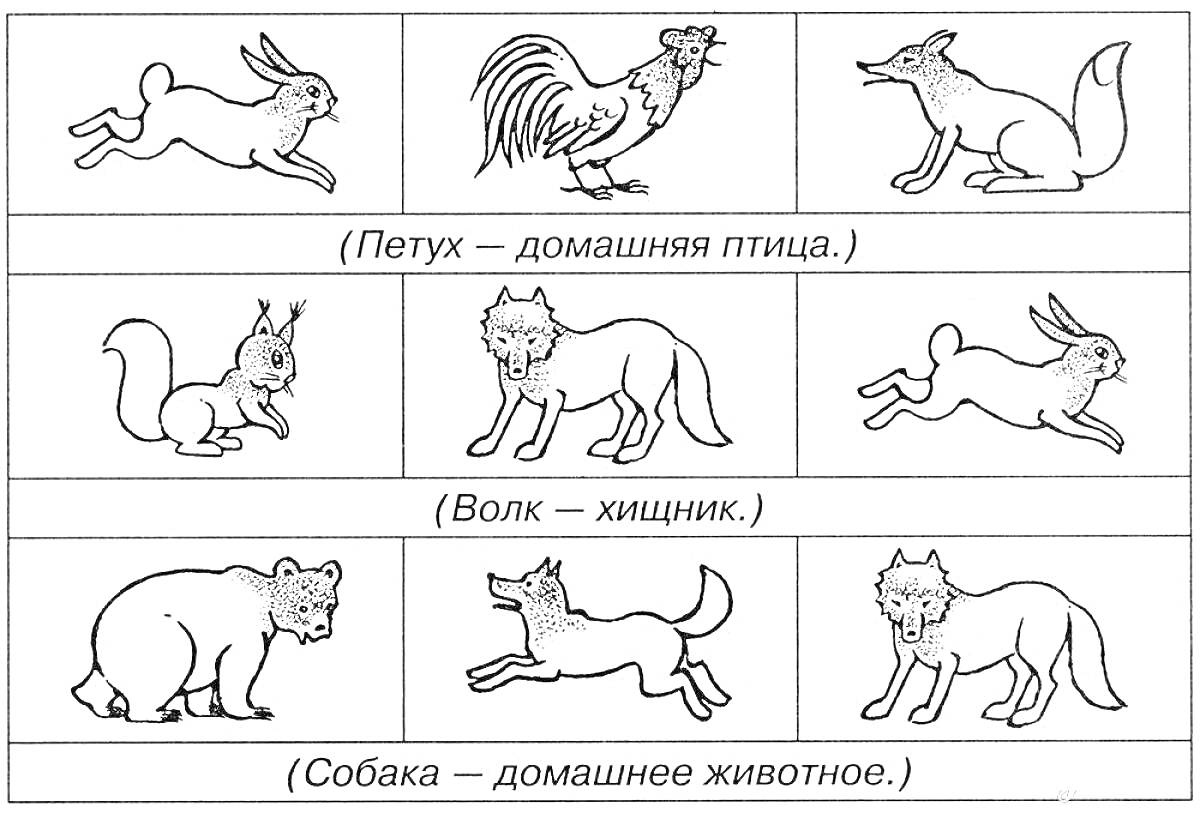 Раскраска Белка, петух, лиса, волк, заяц, медведь, собака