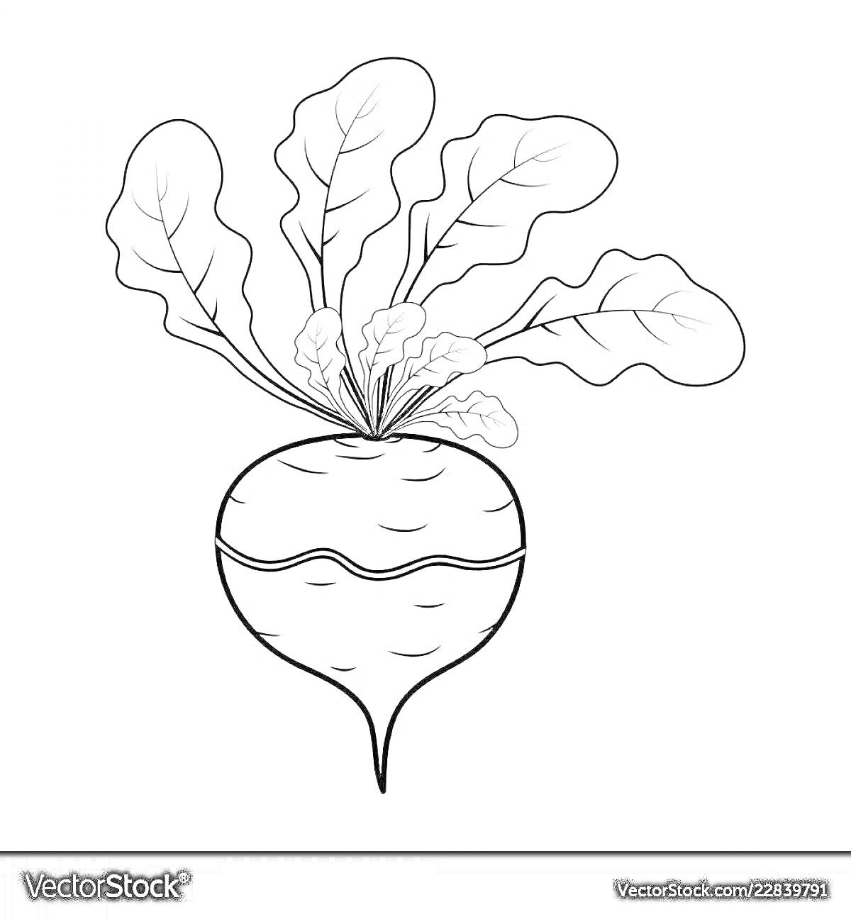 Раскраска редька с листьями, контурное изображение