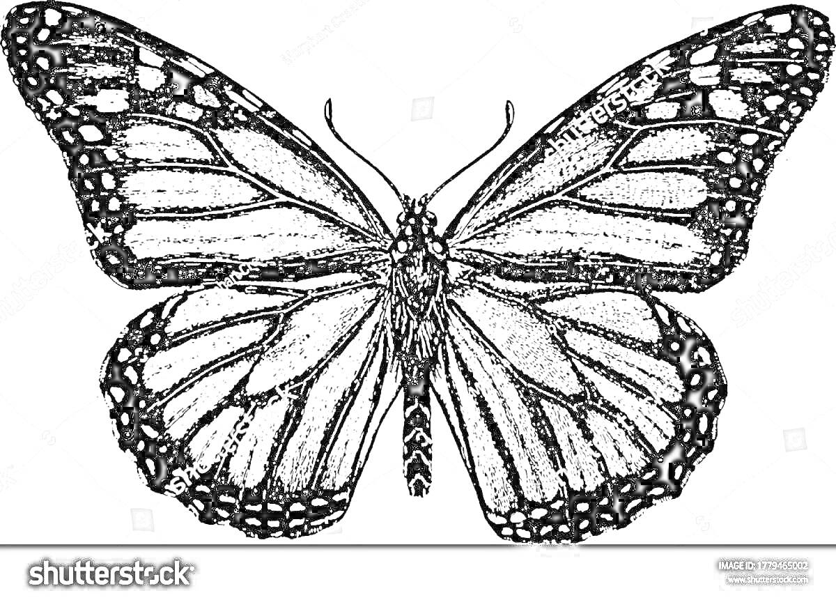 На раскраске изображено: Бабочка, Крылья, Эстетика, Природа, Насекомое, Детализированное изображение
