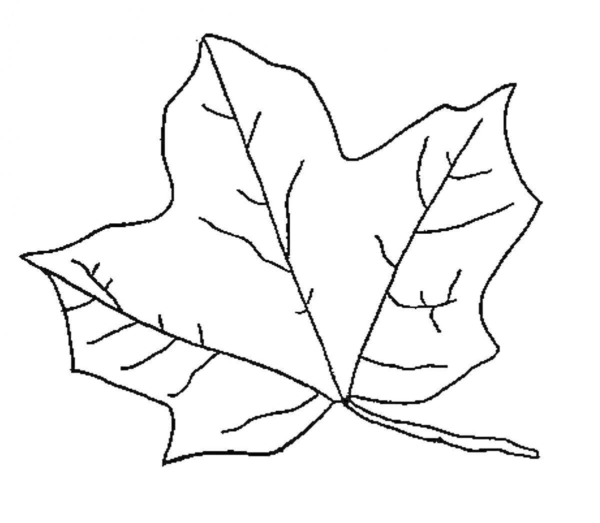 Раскраска Кленовый лист