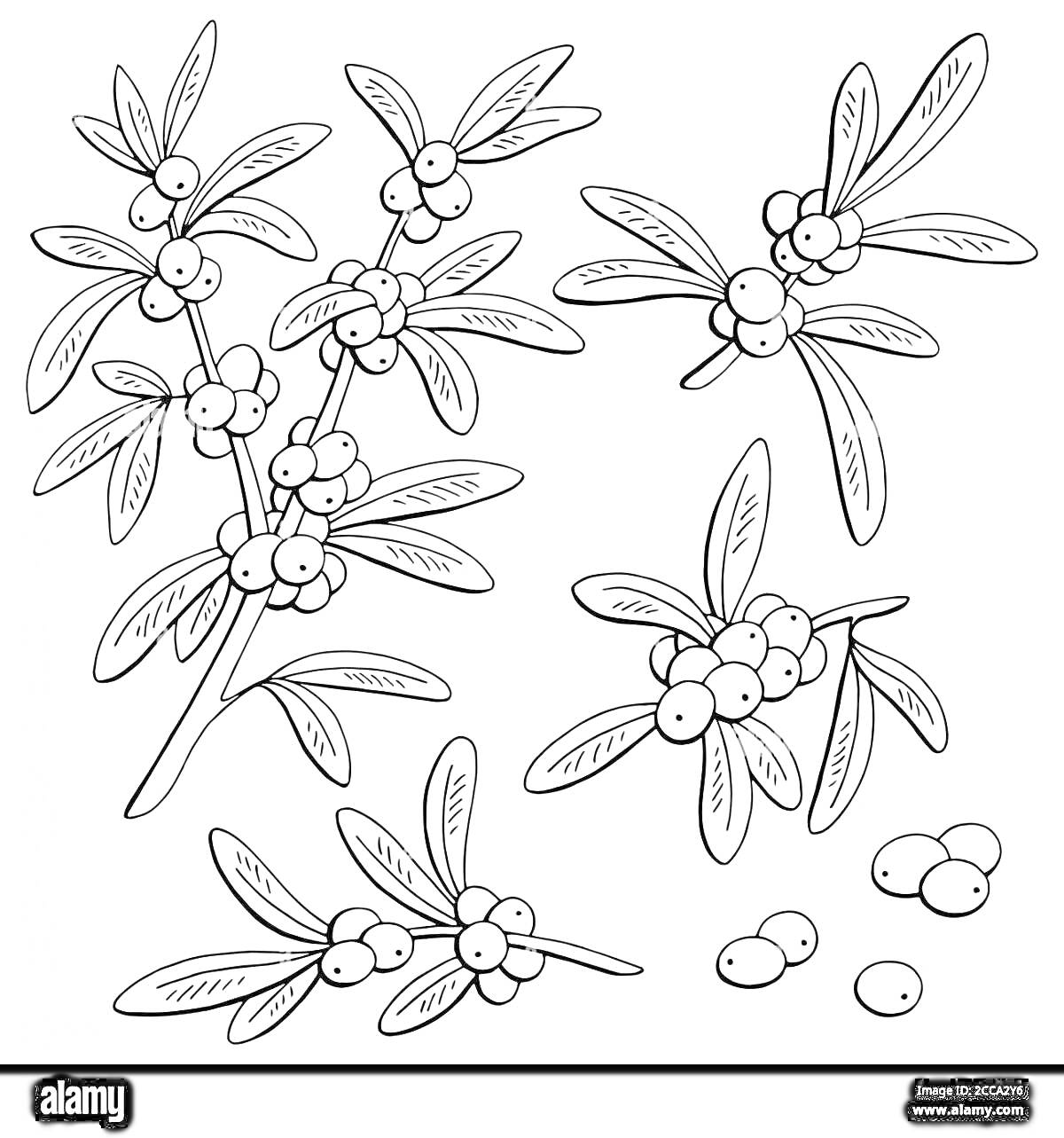 Раскраска Веточки облепихи с ягодами и листьями