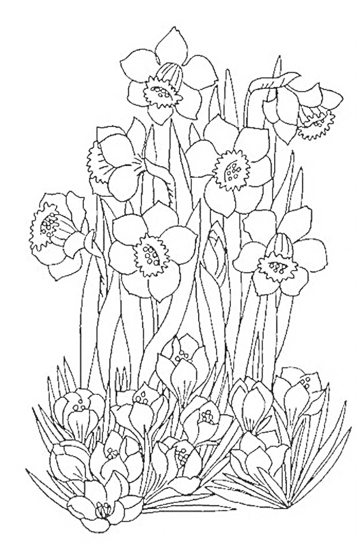 На раскраске изображено: Весенние цветы, Нарциссы, Крокусы, Природа, Ботаника, Цветы, Растительность, Флора