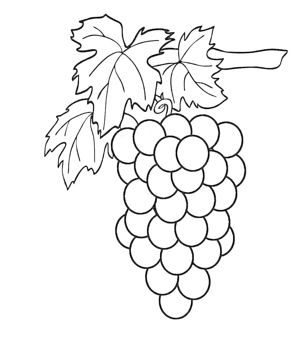 Раскраска гроздь винограда с листьями на ветке для раскрашивания